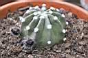 ECHINOPSIS SP_02.jpg